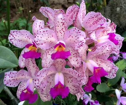 Cattleya amethystoglossa 'Hasegawa'