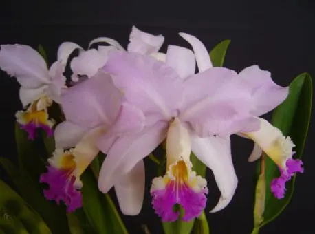 Cattleya mendelli (concolor x tipo)