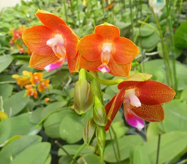 Phalaenopsis Mituo Champion King
