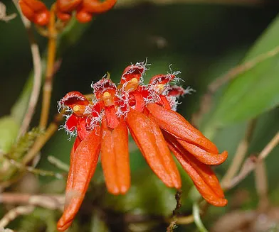 Bulbophyllum albociliatum
