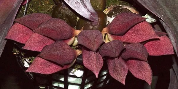 Bulbophyllum orthosepalum