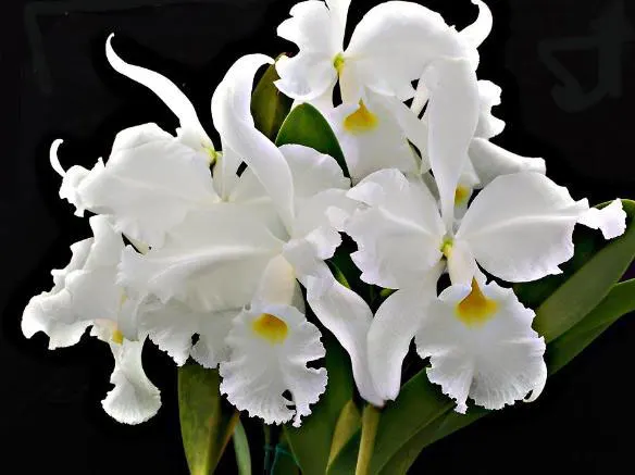 Cattleya warscewiczii albescens