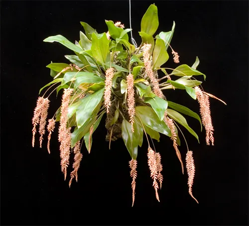 Dendrochilum bicallosum
