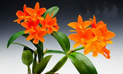 Rhyncattleanthe Young-min Orange 'Golden Satisfaction'