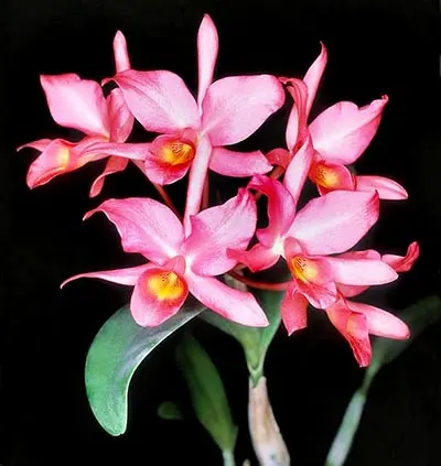Cattleya guatemalensis