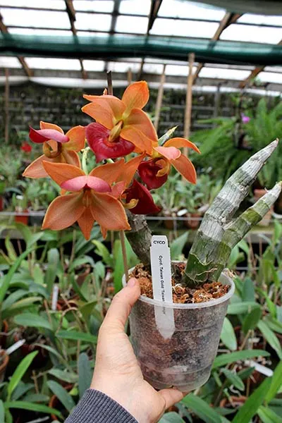 Cycnodes Taiwan Gold 'Taiwan Orange'