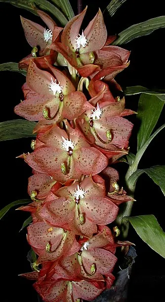 Cycnoches barthiorum 'Pink Dove'
