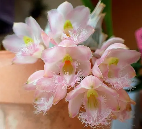 Clowesia Rebecca Northen 'Mikabi'