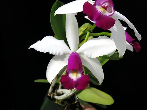 Cattleya violacea semi-alba