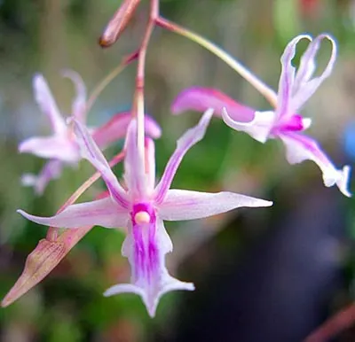 Dendrobium rantii