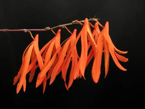 Dendrobium aurantiflammeum