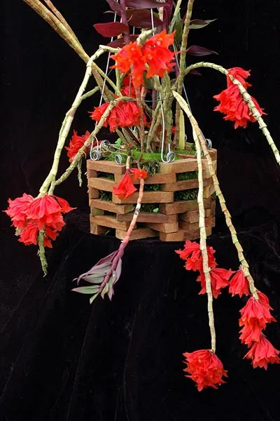 Dendrobium lawesii
