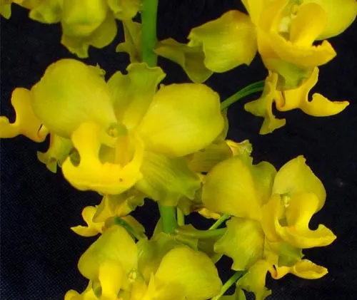 Cyrtopodium andersonii