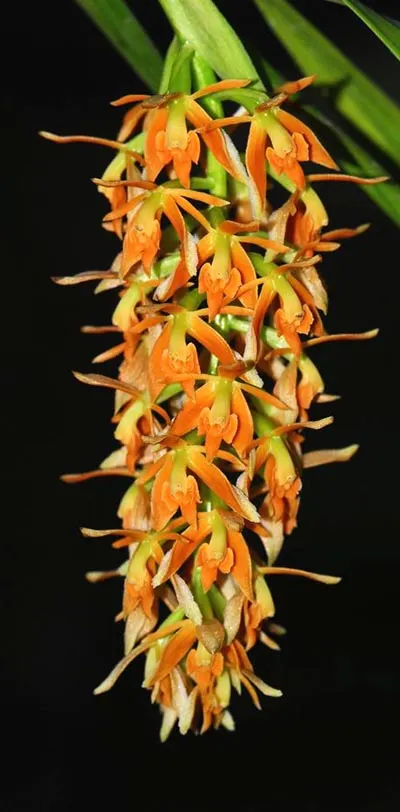 Epidendrum ferrugineum