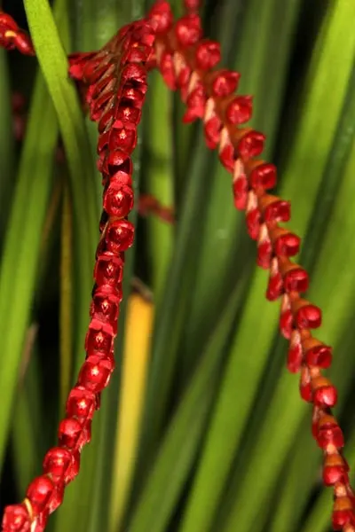 Dendrochilum saccolabium