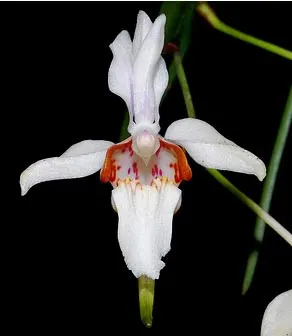 Holcoglossum quasipinifolium
