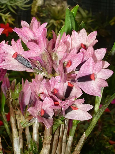 Dendrobium vexillarius
