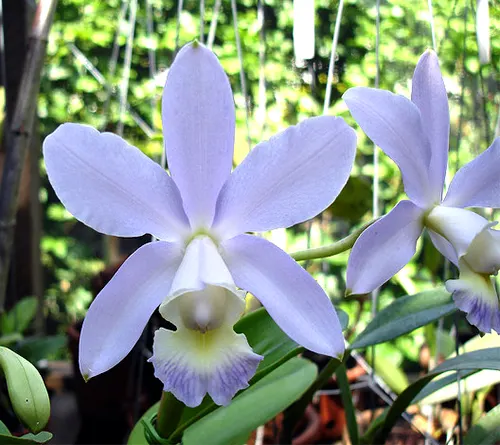 Cattleya x dolosa coerulea
