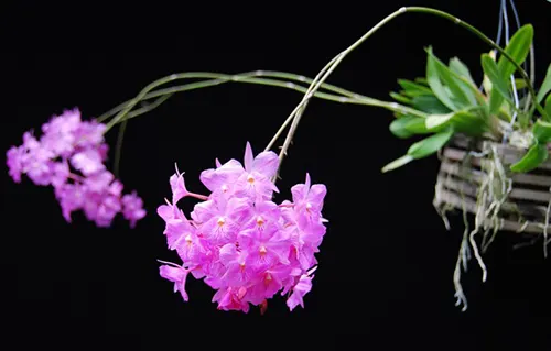Broughtonia sanguinea