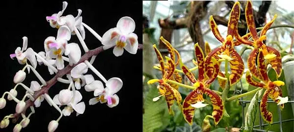 Phalaenopsis celebensis x mannii