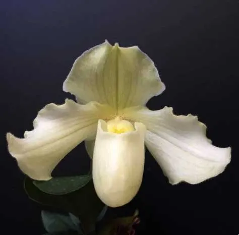 Paphiopedilum Astarte x niveum