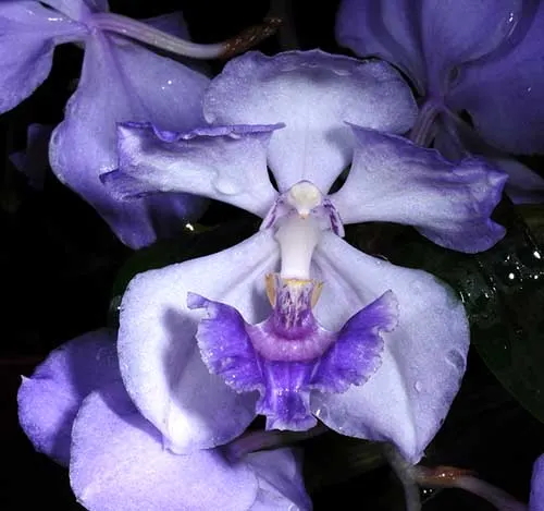 Acacallis cyanea x Cochleanthes amazonica