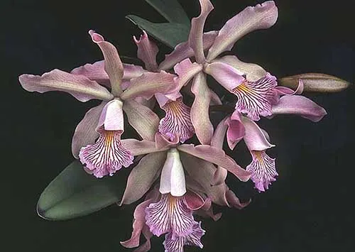 Cattleya Oviedo (maxima x schilleriana)