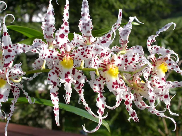 Odontoglossum naevium