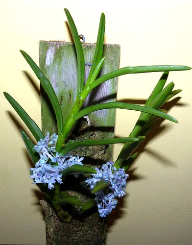 Cleisocentron gokusingii
