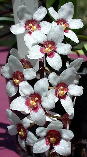 Sarcochilus Rote x Fitzhard