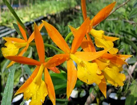Epicattleya Orange Blaze