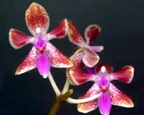 Phalaenopsis celebensis x mariae