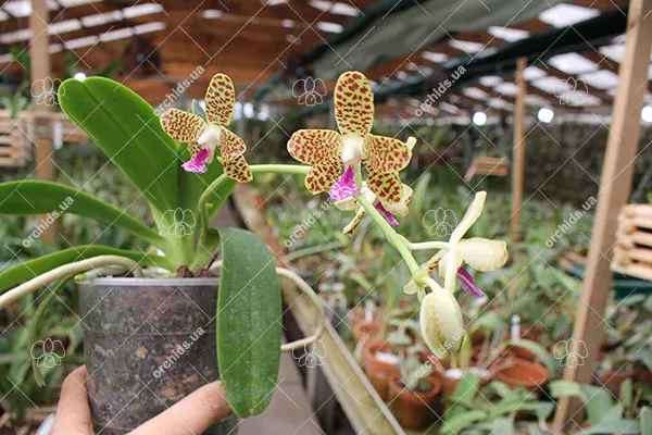 Sedirea japonica x Vandopsis parishii