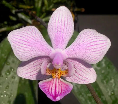 Phalaenopsis schilleriana x lindenii
