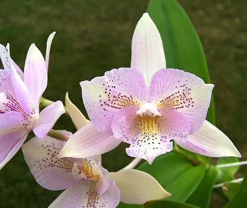 Caulocattleya Chantilly Lace Twinkle