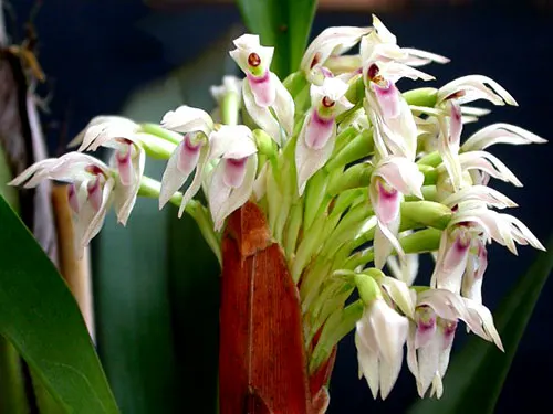 Camaridium densum