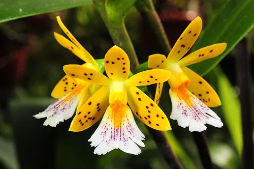 Oerstedella wallisii