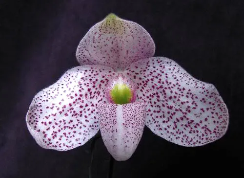Paphiopedilum delenatii x wenshanense