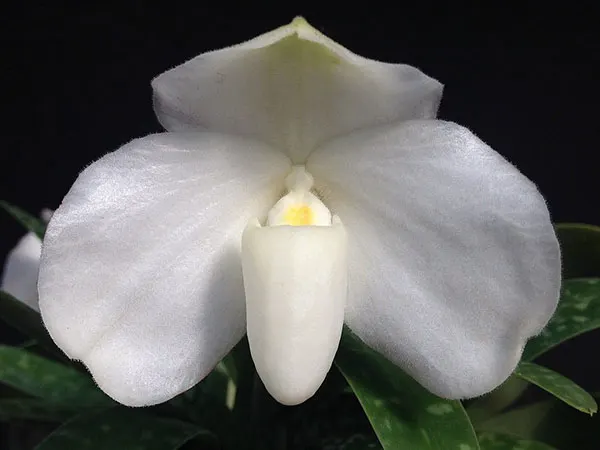 Paphiopedilum ang thong alba