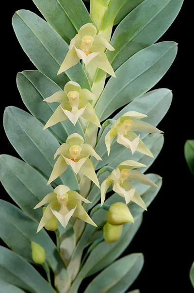 Dichaea glauca