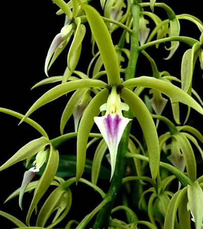Panarica ionocentra