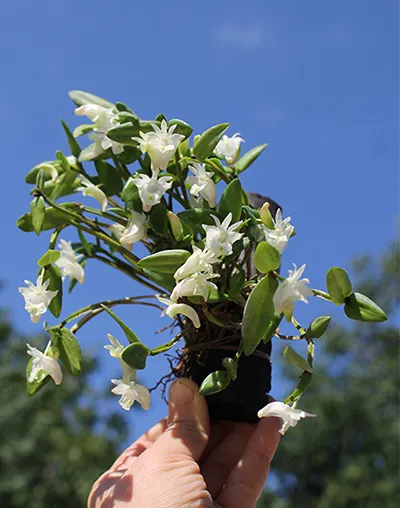 Dendrobium hymenanthum