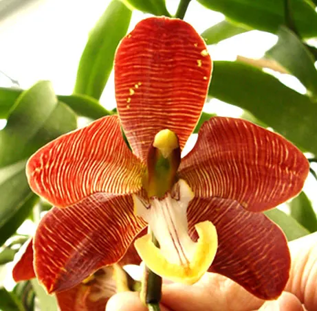 Esmeralda cathcartii