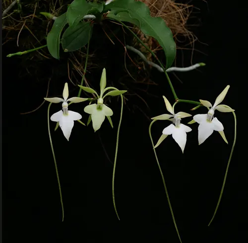 Neobathiea perrieri
