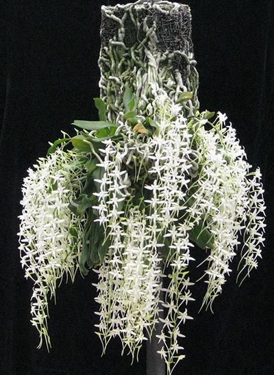 Mystacidium capense