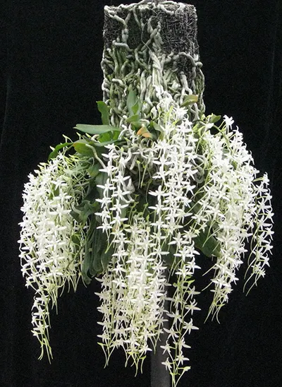 Mystacidium capense