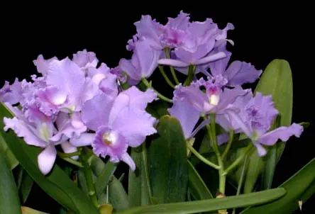 Laeliocattleya Blue Grotto 'Soft Touch'