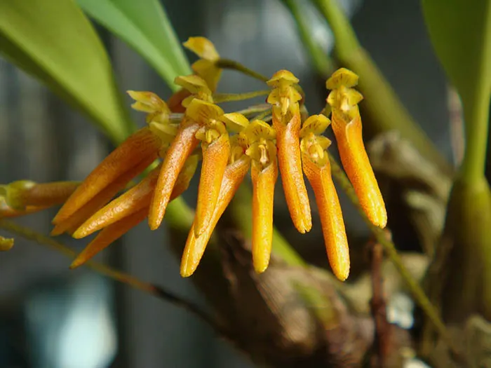 Bulbophyllum helenae