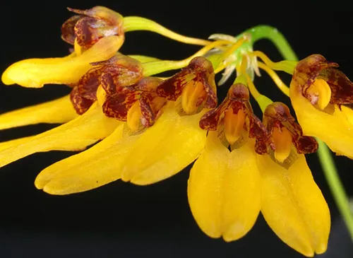 Bulbophyllum macroleum
