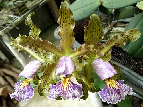 Cattleya schilleriana coerulea
